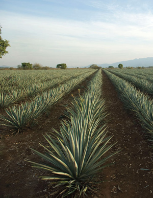 Filtración de zumo de ágave para la producción de tequila y recuperación de inulina