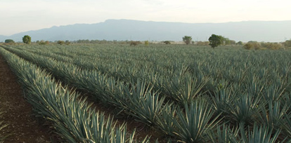 Tequilera Tamaulipeca